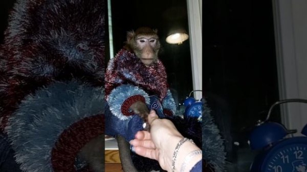 обезьяна на работе? Семён помогает маме??#mankey #макака #petmonkey #обезьянийдом #экзотика