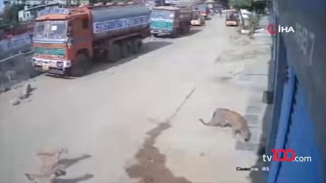 Шок леопард в городе смотреть онлайн