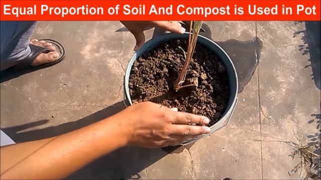 Lemongrass a Mosquito Repellent Plant|How to Grow in pots смотреть онлайн