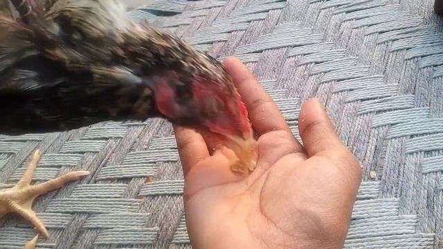 aseel weak legs treatment - kamzor tango ka ilaj - aseel leg problem by HC Birds Information смотреть онлайн