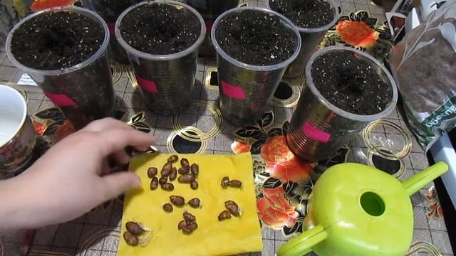 ВЫРАЩИВАЕМ ЧУФУ!!! ВКУСНЫЙ И ПОЛЕЗНЫЙ ЗЕМЛЯНОЙ ОРЕХ!!! смотреть онлайн