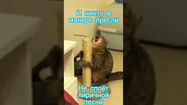 Стишок про кота😺 смотреть онлайн