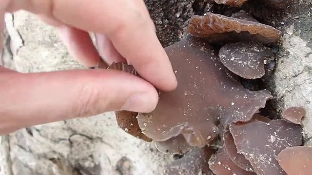 キクラゲ Auricularia Sp.