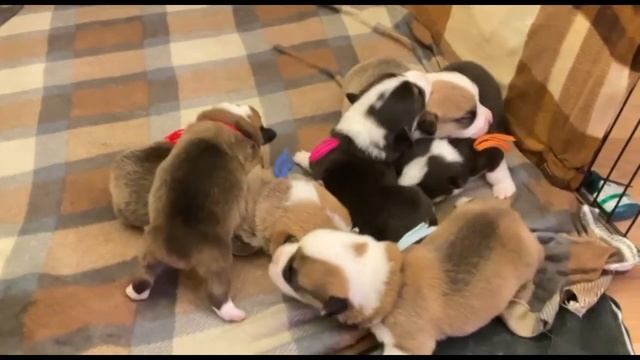 Фрай Винд Ф-помет, щенки вельш корги пемброк, возраст 1 неделя