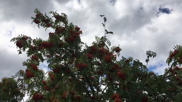 Rowan (Sorbus aucuparia) - leaves & red fruit - July 2018 смотреть онлайн