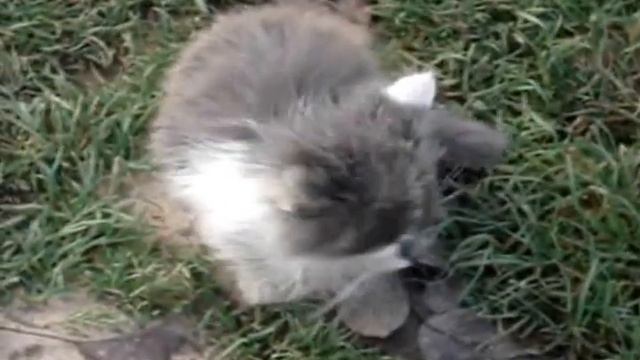 В мире животных 1 3 New смотреть онлайн