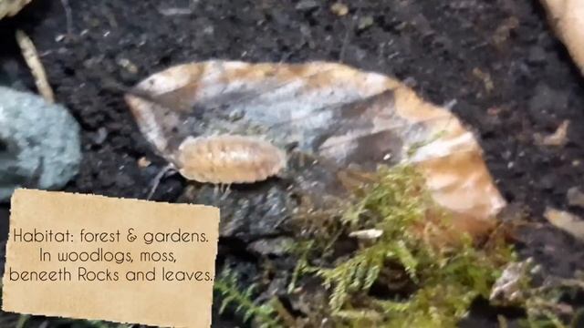 All about Porcellio scaber ( P. scaber ) isopod | Common Rough Woodlouse Terrarium | Species Profil смотреть онлайн