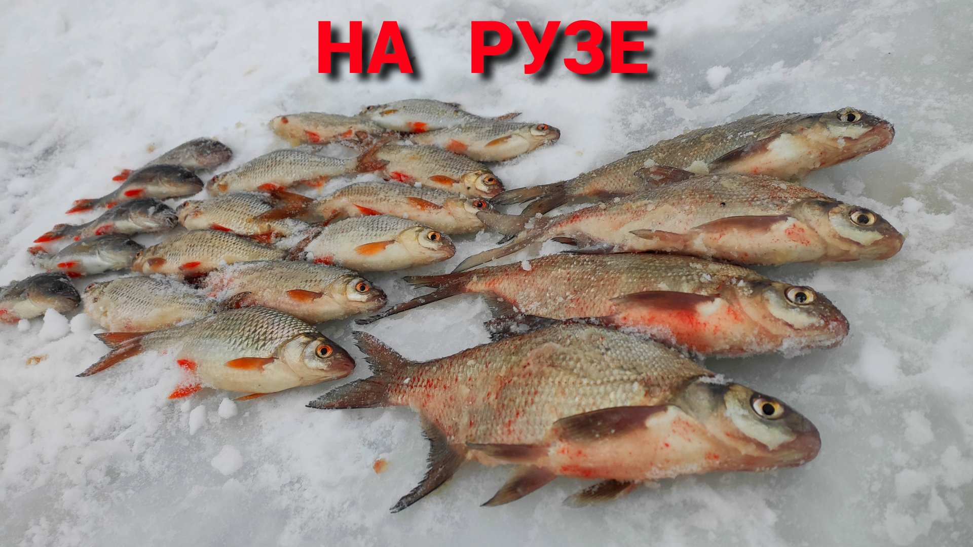 ПОЕХАЛ за ПЛОТВОЙ и НАЛОВИЛ РАЗНОЙ РЫБЫ. Рыбалка на РУЗЕ в январе. смотреть онлайн