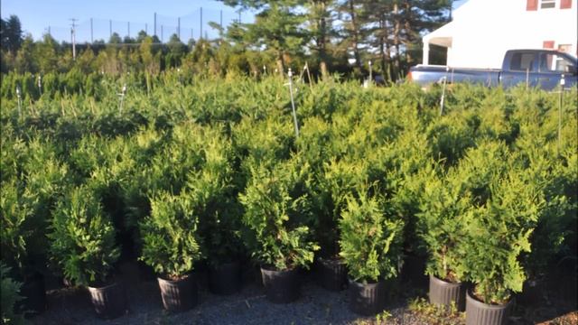 Grower explains How to start a Tree Farm смотреть онлайн