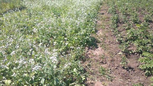 Сидерат на картошке, редька смотреть онлайн