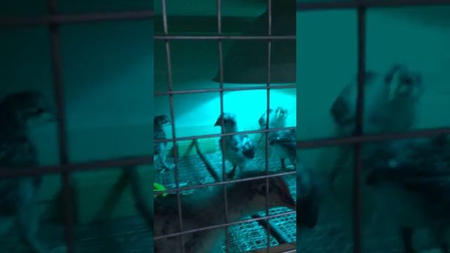 Барневельдеры,Мараны и Брамы Изабель!Не подберу кормушку(( смотреть онлайн