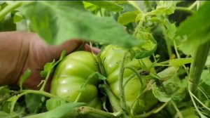 Крупноплодные томаты/Сорт Сахар Розовый/Обзор сорта