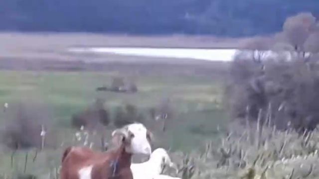 "О красном вечере задумалась дорога..." - премьера песни на стихи С.А. Есенина. смотреть онлайн