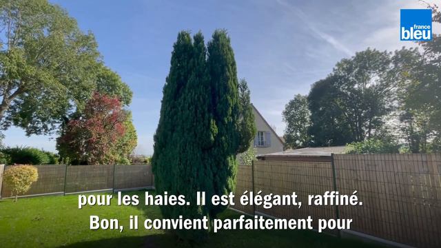 Le cyprès Ellwoodii, un conifère élégant et raffiné смотреть онлайн