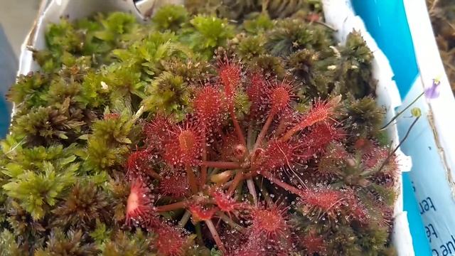 Drosera capillaris смотреть онлайн