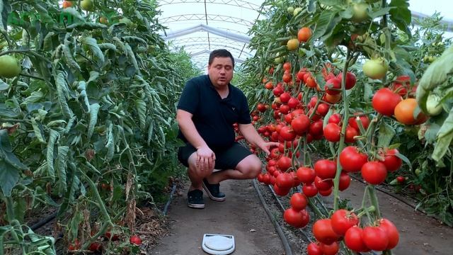 НОВЫЙ красный полудет от Enza Zaden