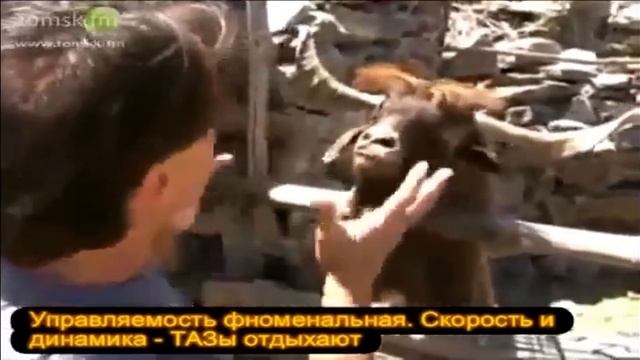 Пацанский таз рулит!!! Спор!)) Тазы валят!!)) смотреть онлайн