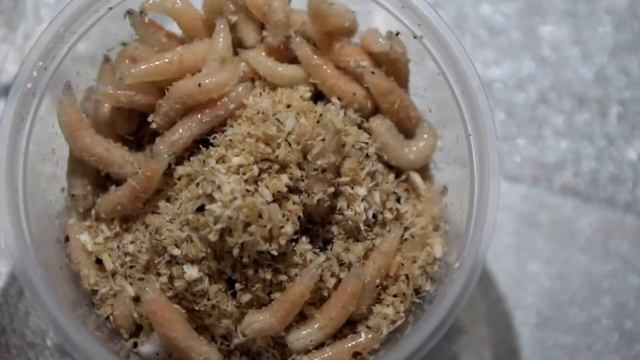 Опа́рыш - личинка мясной мухи (корм для пауков птицеедов). смотреть онлайн