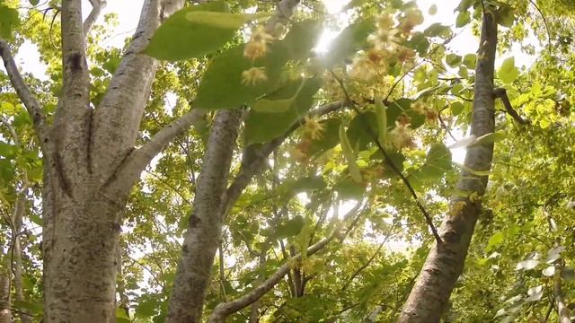 Заготовка липового цвета в Сочи. смотреть онлайн