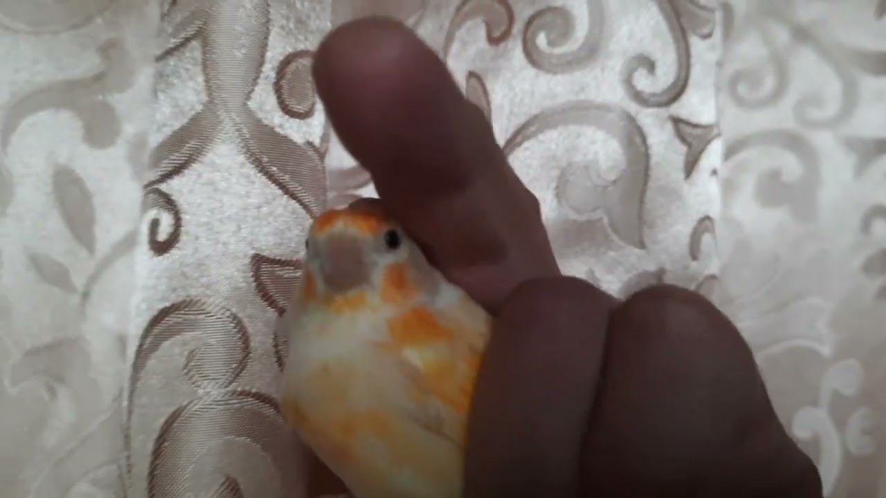 Гибрид щегол+канарейка 27 августа 2022 год. смотреть онлайн