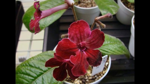 Цветущие комнатные растения/Flowering Houseplants