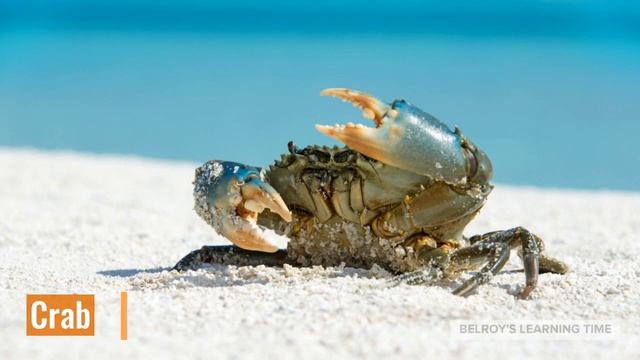 Sea animals | Aquarium| Ocean animals | sea creatures| relaxing music| KIDS EDUCATIONAL VIDEOS смотреть онлайн