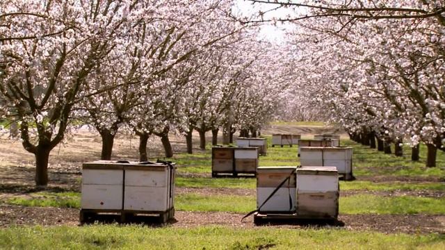 Queen of the Sun: What Are the Bees Telling Us? смотреть онлайн