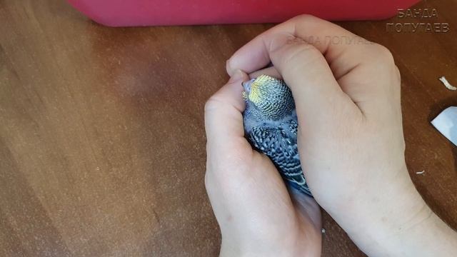 Кормлю подрощенного птенца выставочного волнистого попугая || ? А конкурс продолжается??? смотреть онлайн