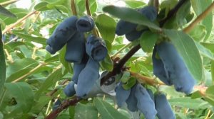 СИБИРЯЧКА -   сладкий сорт жимолости из Бакчара.