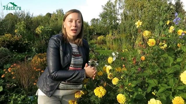 Семена моркови: как вырастить и собрать свои семена - 7 дач смотреть онлайн