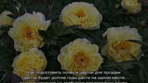Пион Йеллоу Краун (Paeonia Yellow Crown)