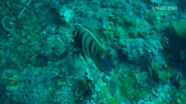 РЫБЫ о ТИОМАН МАЛАЙЗИЯ смотреть онлайн