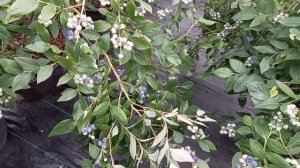 Описание сорта голубики Спартан. 29.06.23