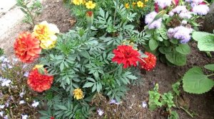 Удивительные бархатцы - хамелеоны | Про Сад с Любовью