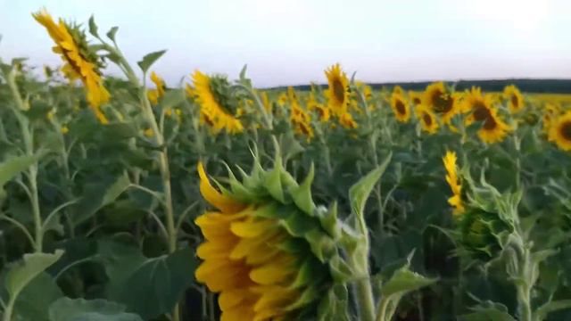 Армия подсолнухов. смотреть онлайн