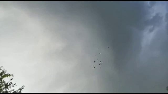 Самые красивые и шикарные лёт и игра 24 часа. Двухчубые голуби. Tauben. Pigeons. Palomas. Pombos.