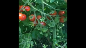 Помидор «Японская кисть» часть2