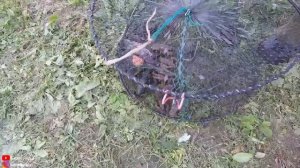 Раки в огороде-раки в своём пруду на даче/пруд на участке. Ловим раков раколовкой.