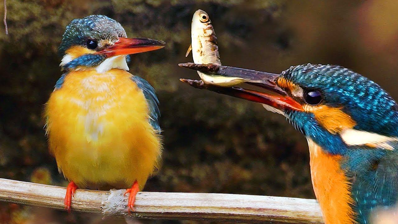 Зимородок и его капризная жена | Film Studio Aves