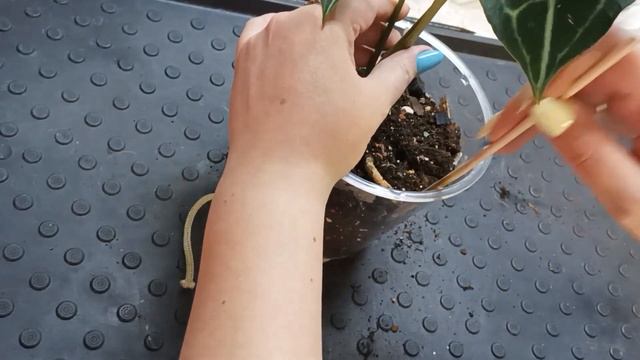 Живой хрусталь. Пересадка Anthrium Crystallinum и Anthurium Clarinervium