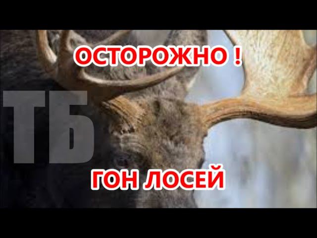 ТЕХНИКА БЕЗОПАСНОСТИ НА "ГОНУ" смотреть онлайн