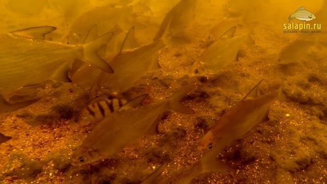 Как работает прикормка под водой и как кормится рыба (густера, подлещик) [salapinru] смотреть онлайн
