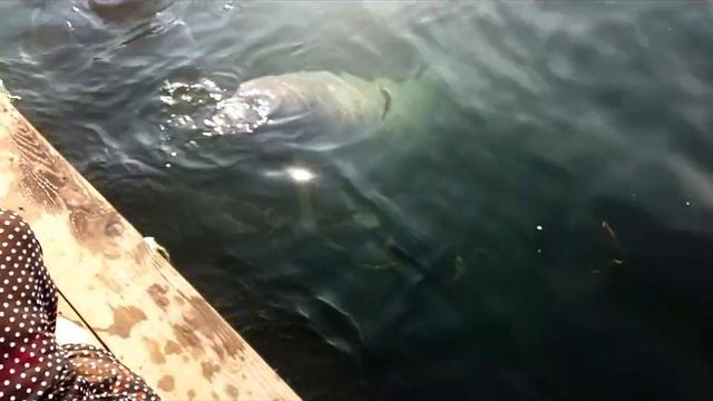 бухта Руднева (ТинКан) смотреть онлайн