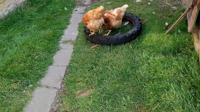 Прибираю квітники, ганяю слимаків. смотреть онлайн