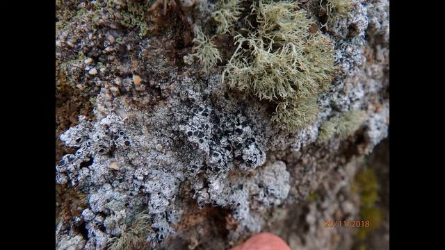 Tephromela atra Greece 20.11.2018 by Theo Fotiadis смотреть онлайн