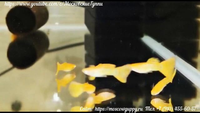 GUPPY YELLOW KOBRA ALBINO - гуппи желтая кобра альбинос. смотреть онлайн