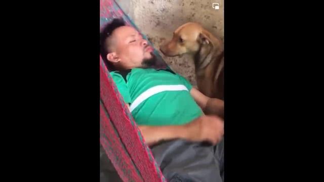 Funniest Cats And Dogs Videos ? - Best Funny Animal Videos 2024 ?#2
#Animals #cuteanimals