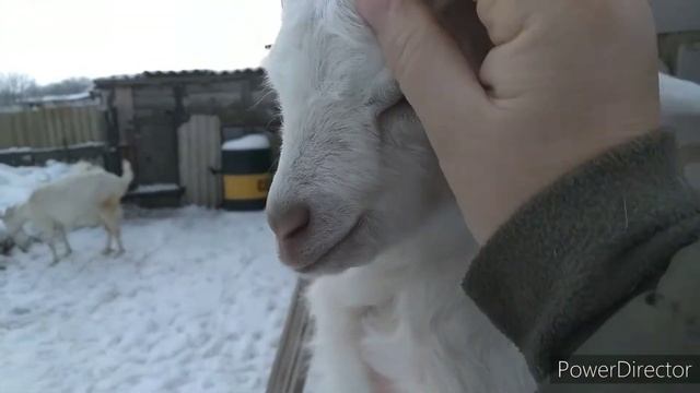 Ножницы для обрезки козам копыт?Козы и козлята. смотреть онлайн