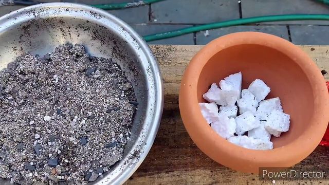 Gasteria Nitida, mais uma em nosso jardim, #suculentas #gasterianitida , Atualização... смотреть онлайн