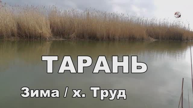 Ловля Тарани зимой на Кубани в проводку и на донку. Рыбалка, хутор Труд, Садки Fishing câu cá смотреть онлайн
